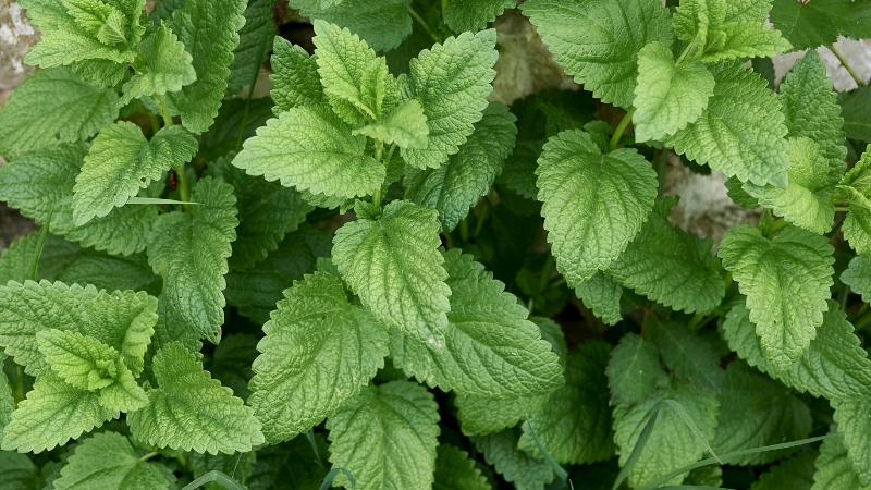 rimedio naturale brufoli e rossori